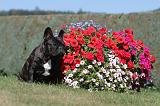 BOULEDOGUE FRANCAIS 294